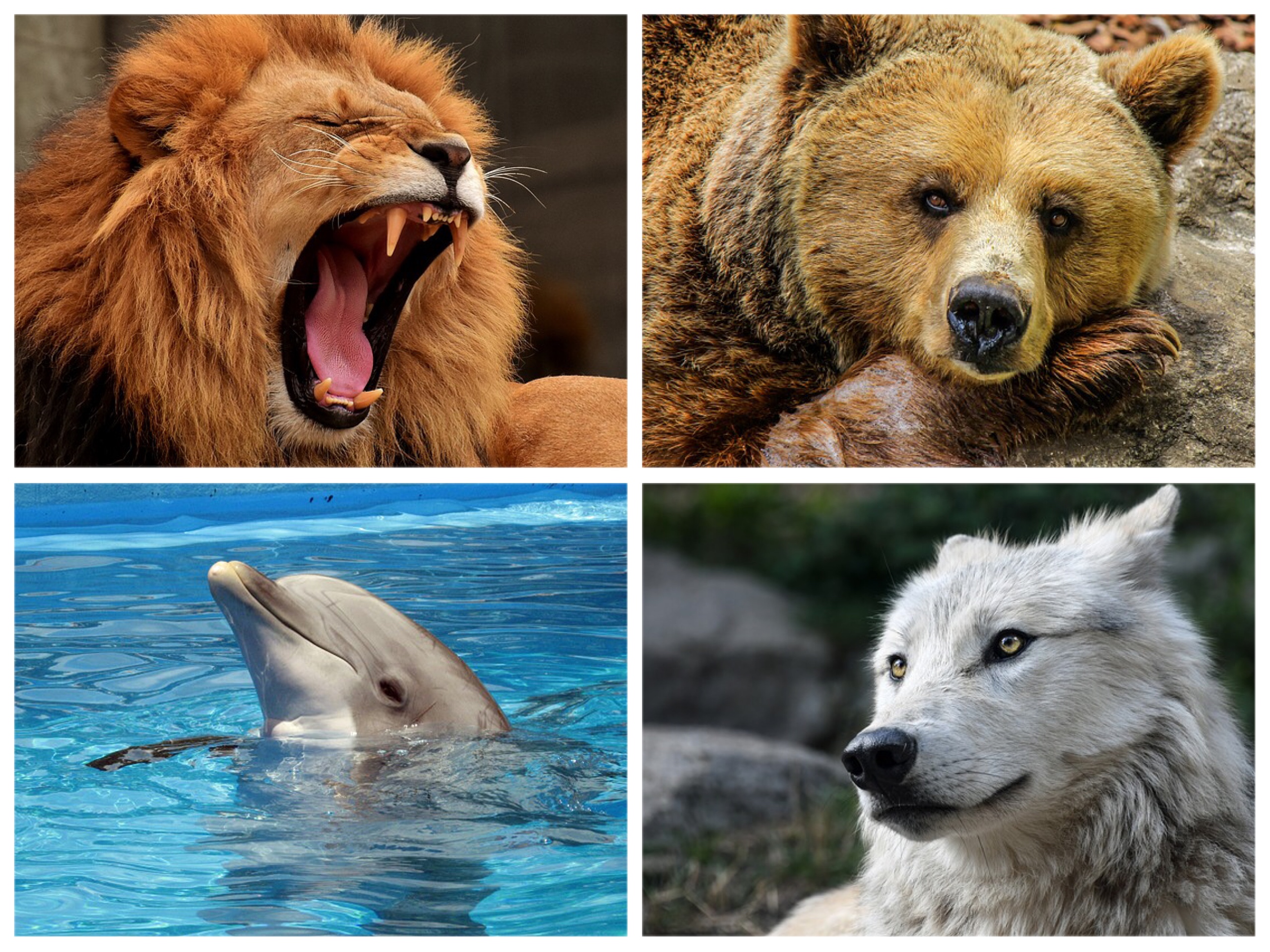 【クロノタイプ診断】睡眠を4種類の動物に分類！あなたは「ライオン」か、それとも「オオカミ」か？