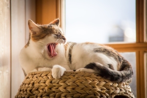 睡眠不足　肥満　