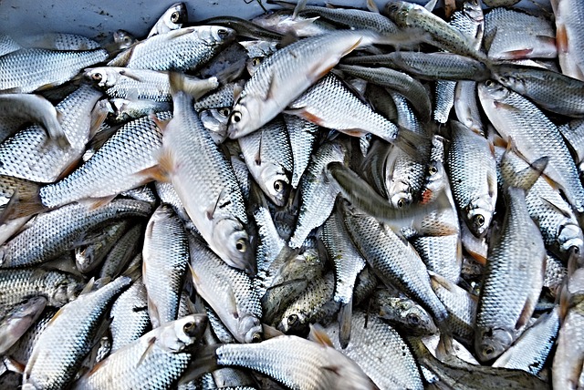 魚　水銀　水質汚染　健康