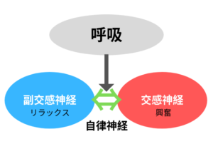 自律神経 交感神経　副交感神経　呼吸