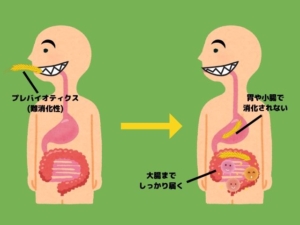 腸内細菌 食物繊維 プレバイオティクス 仕組み