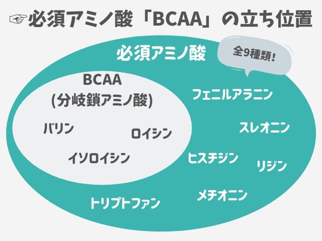 BCAA 必須アミノ酸 とは 図解