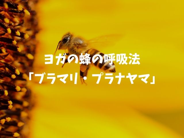 蜂のように吸って吐くヨガの呼吸法「ブラマリ・プラナヤマ」のやり方と効果