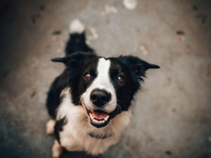 ペットの犬にも健全なメンタルヘルスのために活発な「犬付き合い」が必要だ！